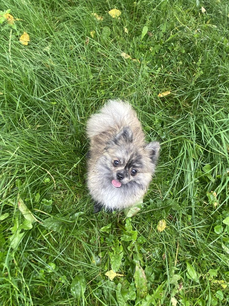 Mini suczka szpic miniaturowy