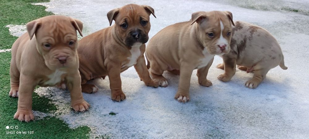 American bully suczka z metryką