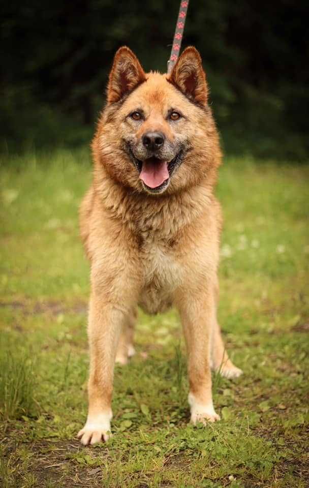 Kochany, puchaty jak miś Gucio szuka domu