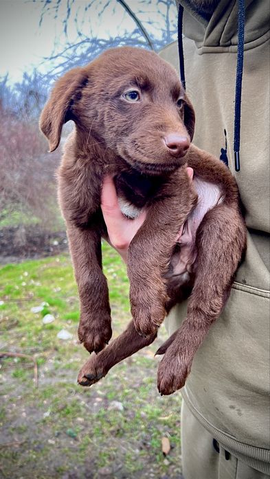 ЩЕНКИ от мамы лабрадора осталось всего ДВА щенка!!!