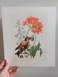 Ilustracja botaniczna Maria Sibylla Merian ptak rycina maki retro