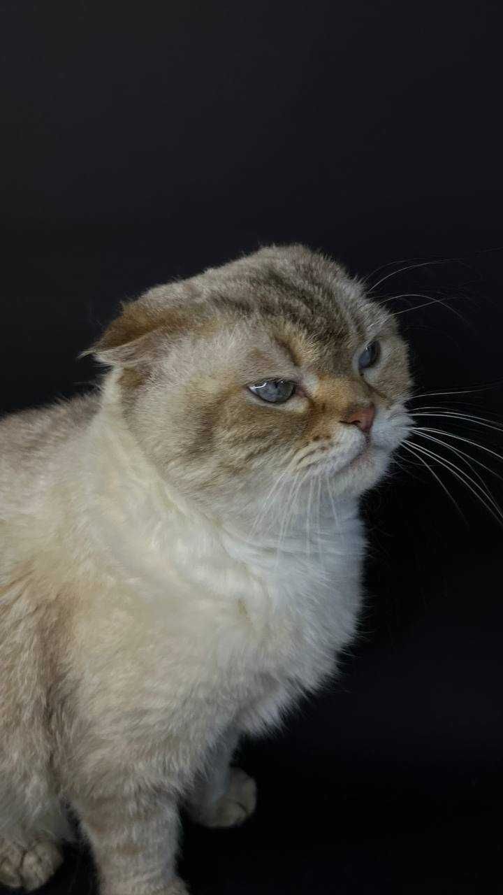 Кошечка Буся ищет дом