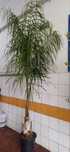 coqueiro com 2.80mt