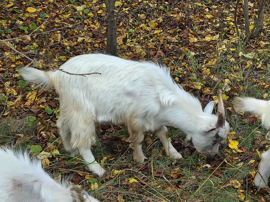 Козел (Цап) 6 місяців