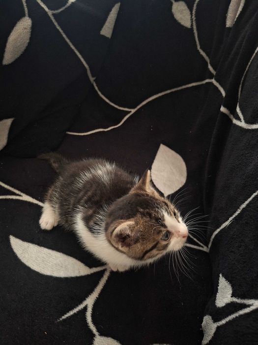 Oddam kotka w dobre ręce