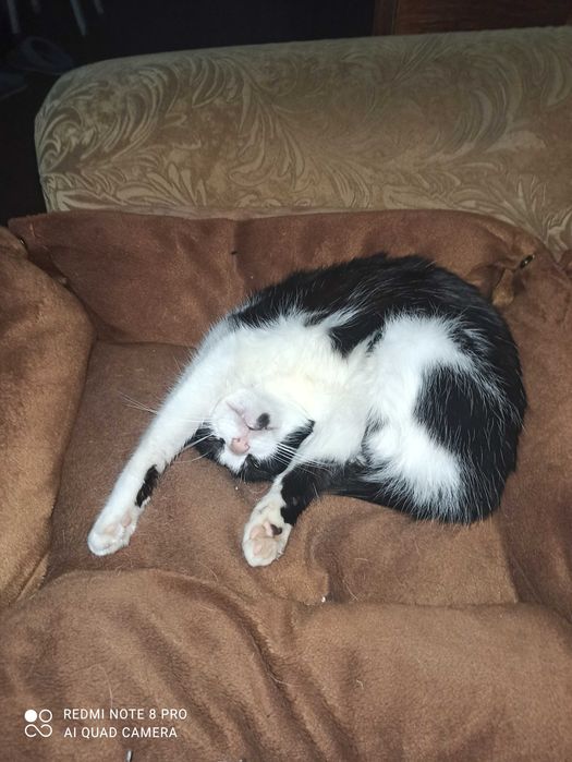 Терміново шукаємо дім для кішечки!