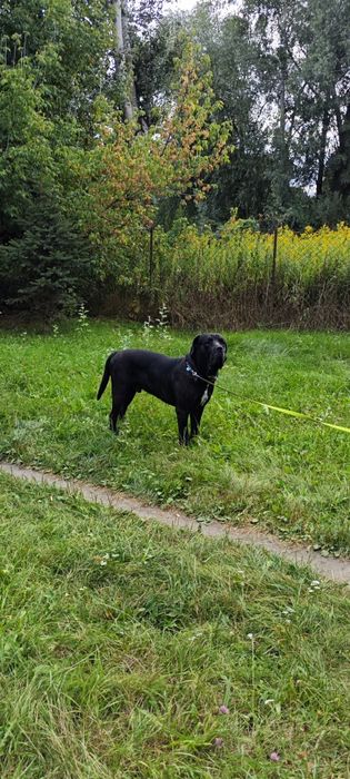 Oddam psa Cane Corso