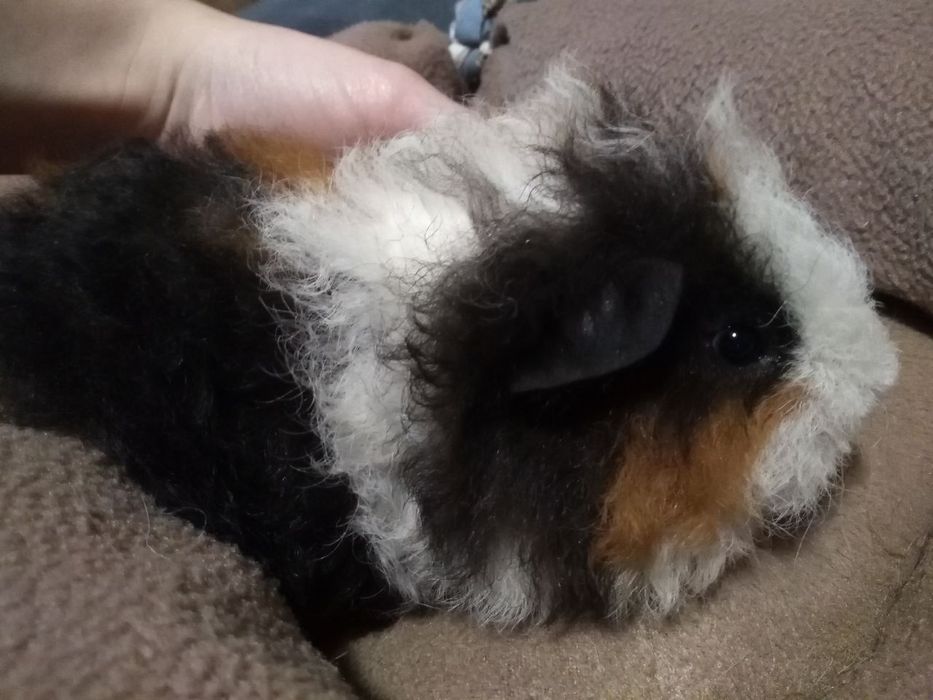 Морська свинка малюк