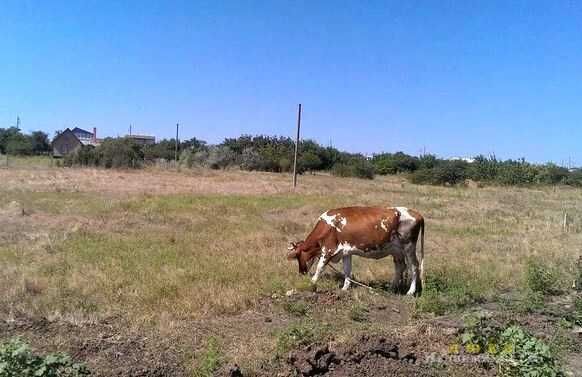Продам свой участок Дальник 2/Грибовка