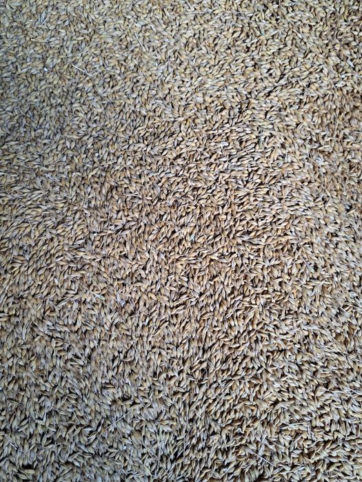 Pszenica jęczmień dla kur kaczek gołębi gesi drobiu swin krów bykow