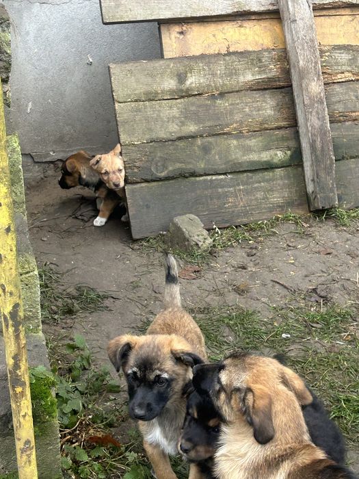 Oddam szczeniaczki szczeniaki za darmo