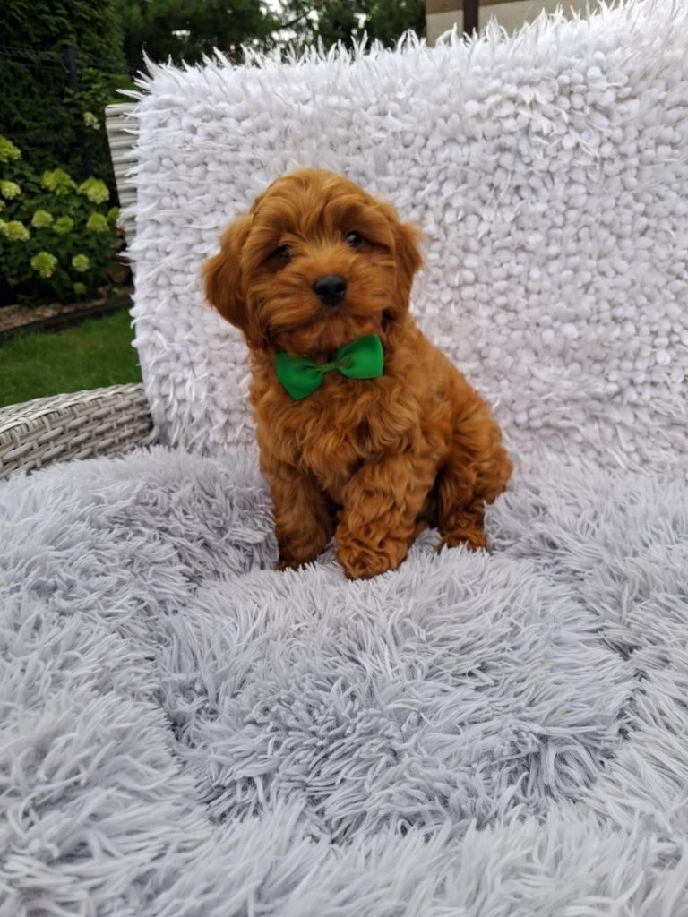 Śliczny Piesek Cavapoo
