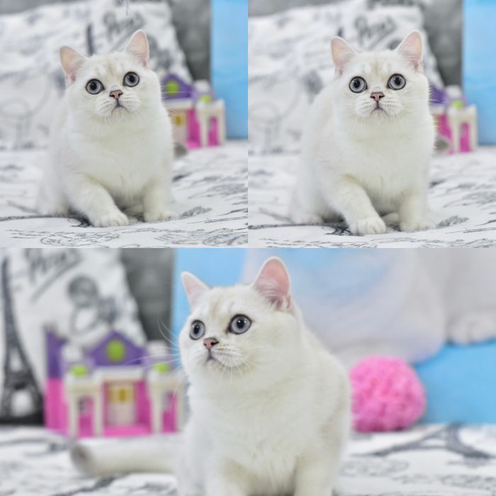 Серебристая шиншилла колор поинт, британский котёнок