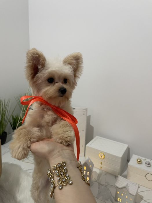 Помапу — Дівчатка, які змінять вашу реальність