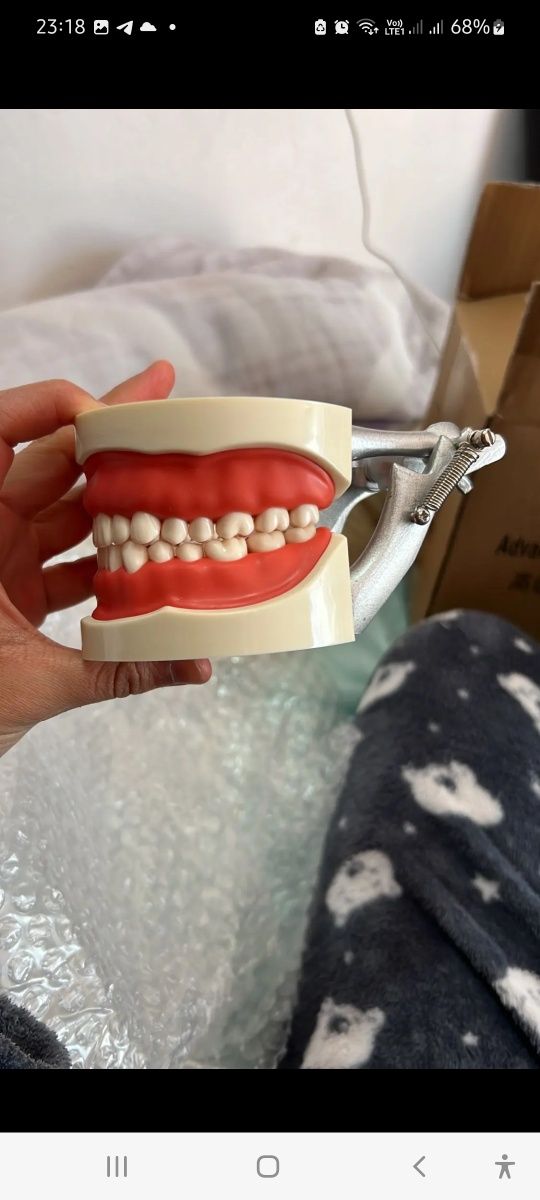 Стоматологическая модель со съемными зубами мягкими деснами (32 зуба)