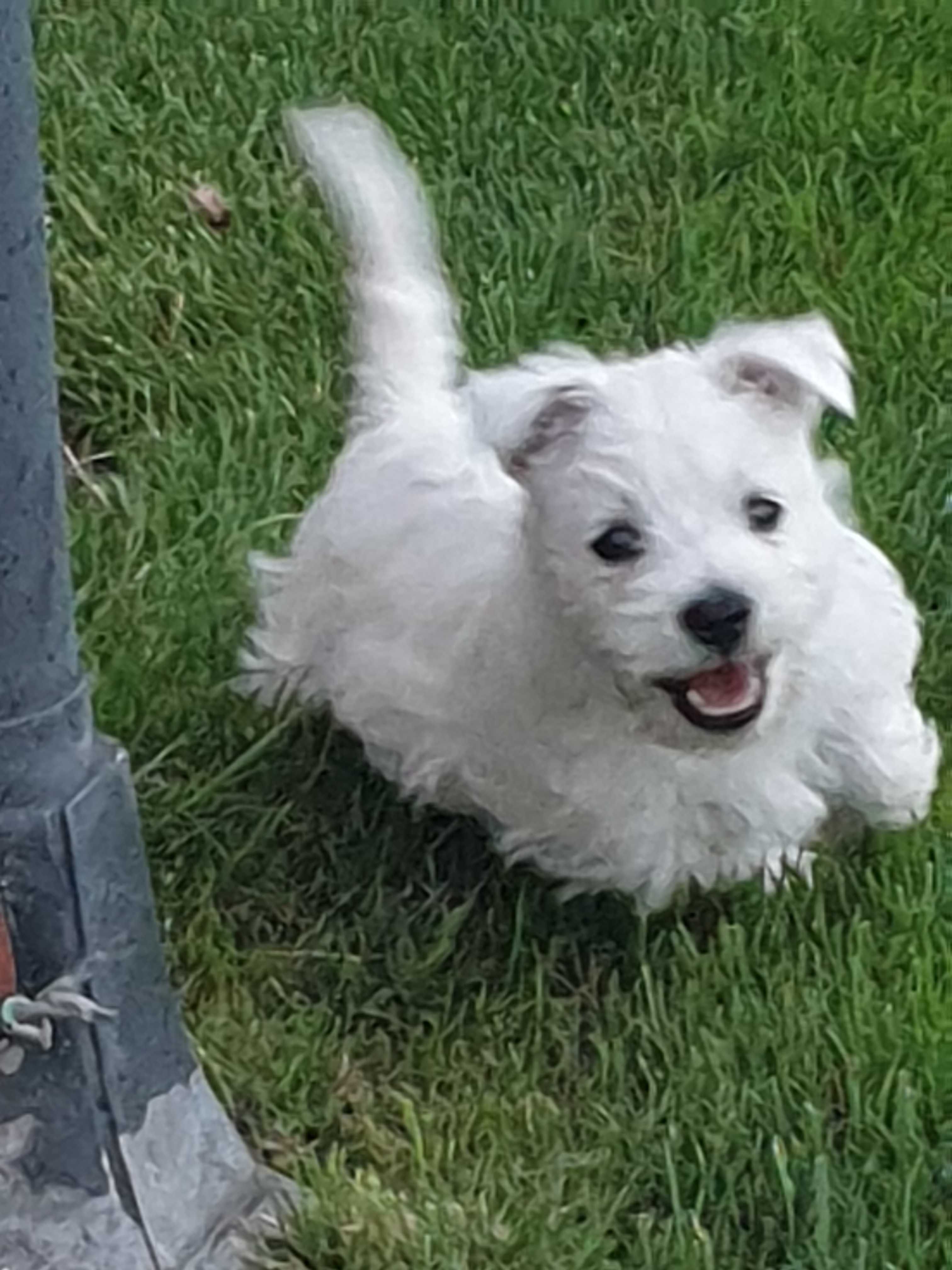 West Highland White Terrier