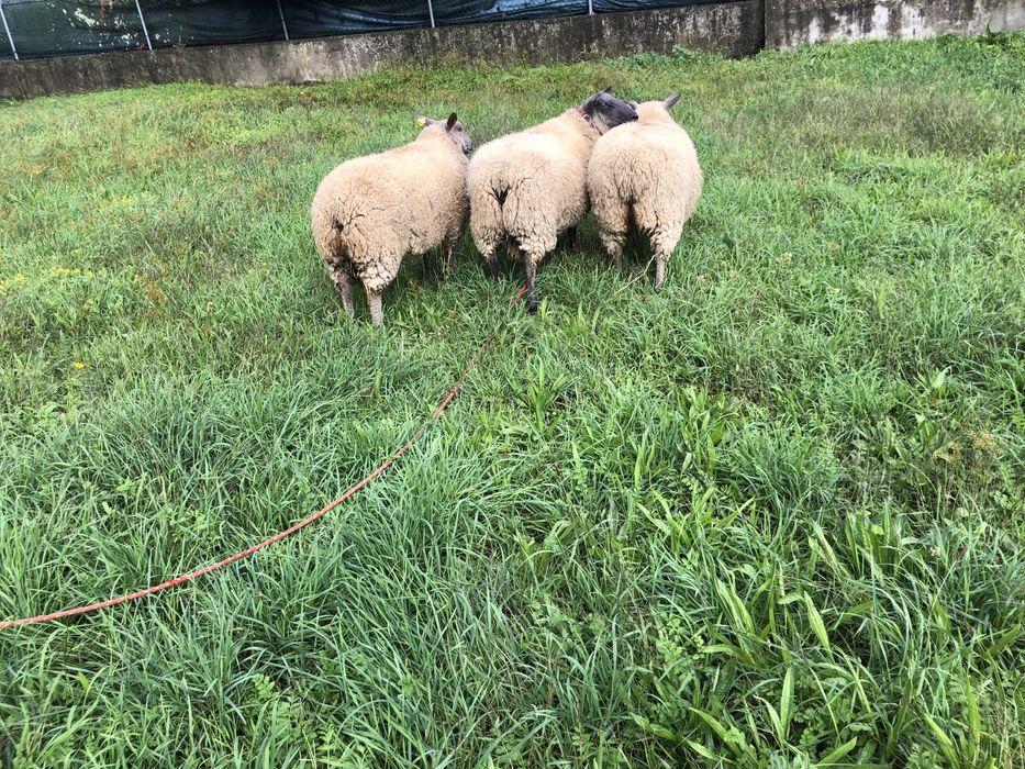 Vendo casal de ovinos  Blue de maine .