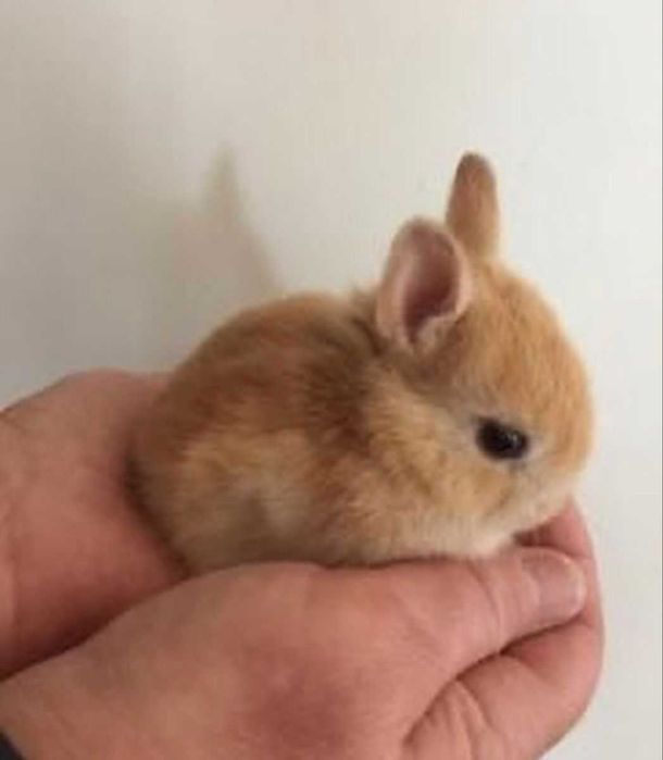 Mini coelhos anões+Gaiola nova+alimentação adequada