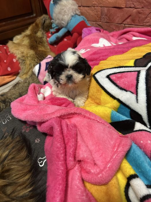 Suczka Shih Tzu z rodowodem mini