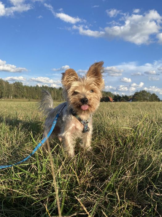 Petsitter, opiekun psów Trójmiasto