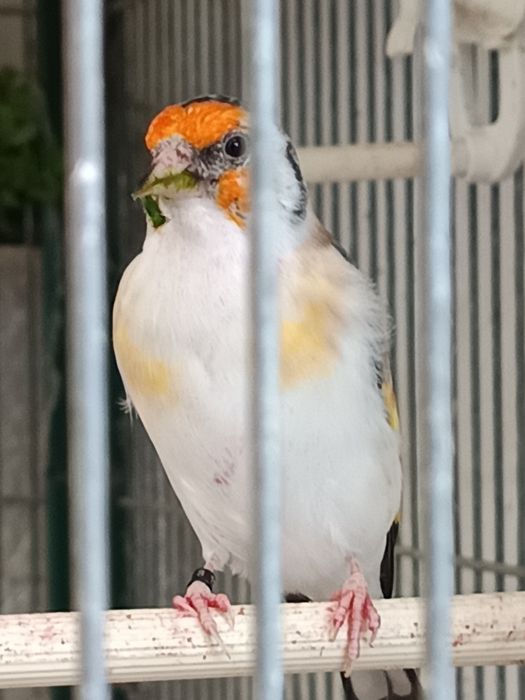 Vendo majores deste ano