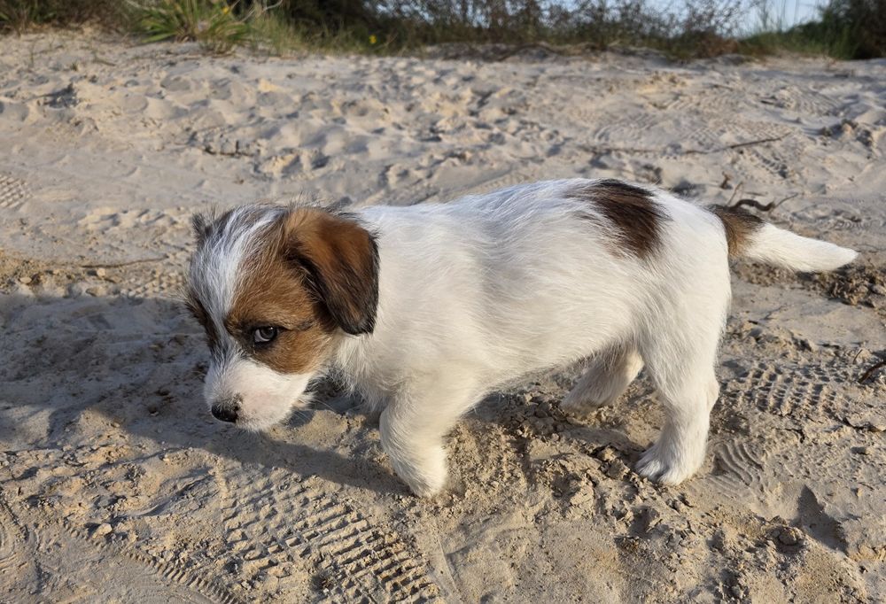 Jack Russell szorstkowłosy