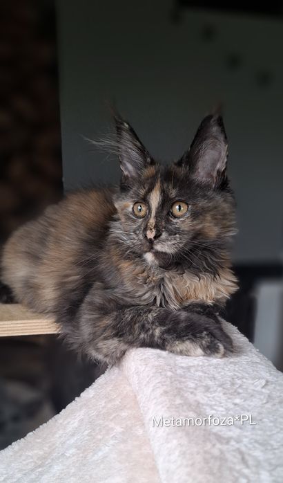 Kotka maine coon