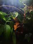 Gekon orzesiony Red dalmatian z wyposażonym terrarium