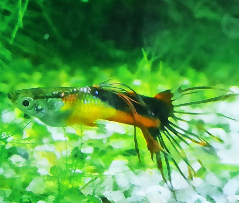 Gupiki Saddleback Crowntail haremy 1+3