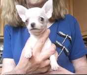 Chihuahua - bardzo miłe charaktery