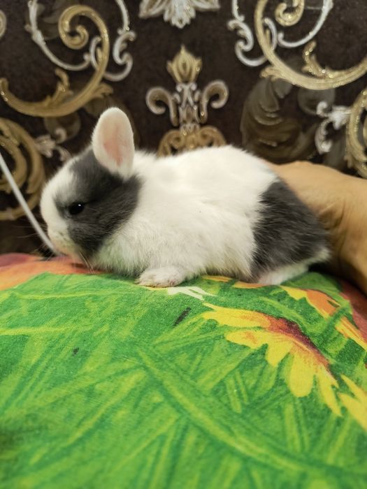 Кролик Мини карликовий