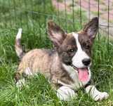 Welsh Corgi Cardigan szczenie FCI