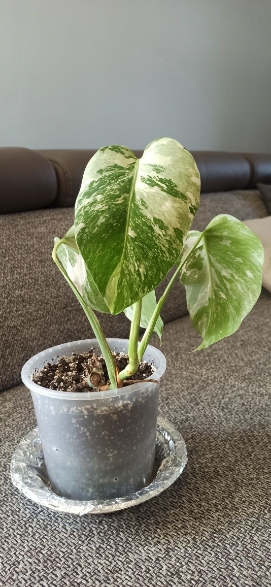 Monstera Veriegata -cała