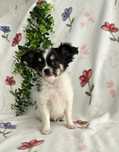 Excelente menina semi pelo Chihuahua/Chiuaua. Linhagem Russa