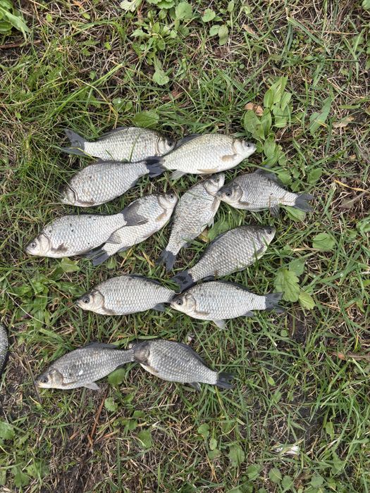 Karaś na żywca bądz do zarybienia stawu