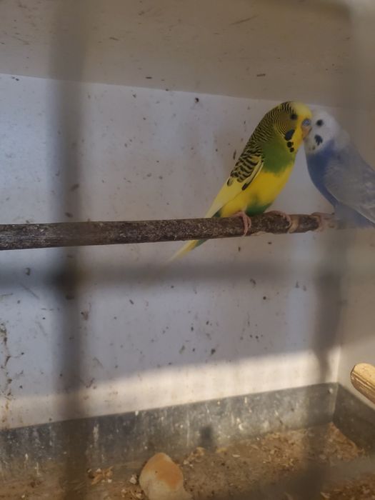 Faliste.            .