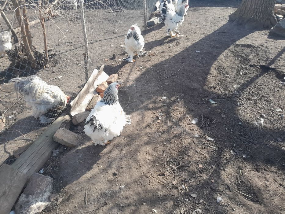 Кури брама світла.