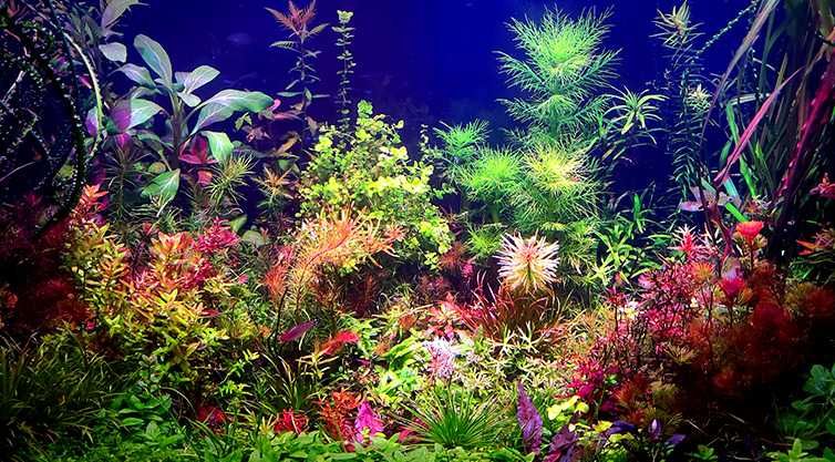 Duży zestaw roślin akwariowych 20-30 roślin.