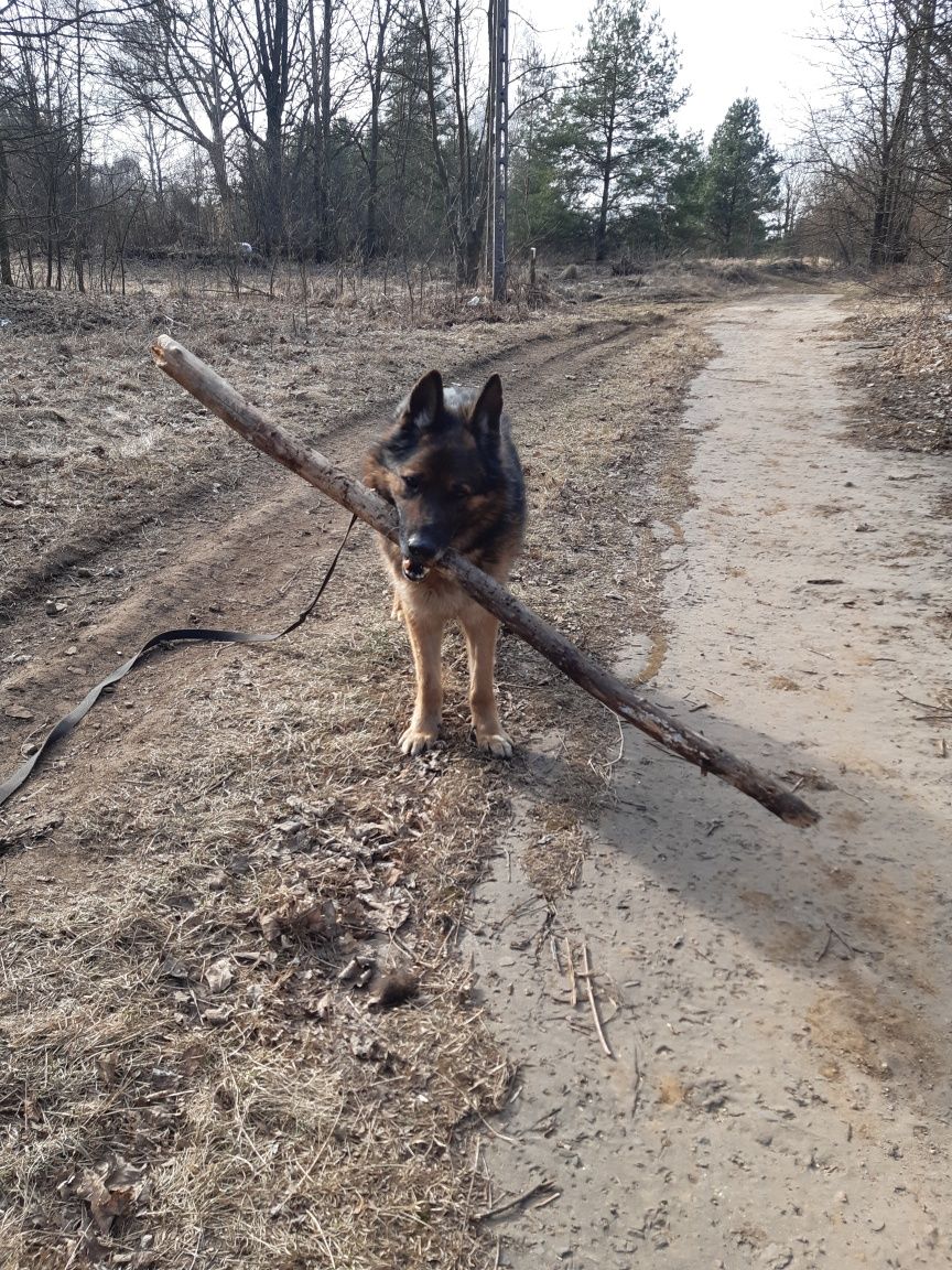 Super owczarek niemiecki Oliś do adopcji że schroniska.