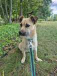 Mała Suczka do adopcji