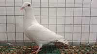 Biały pocztowy samiec 2023 gołębie