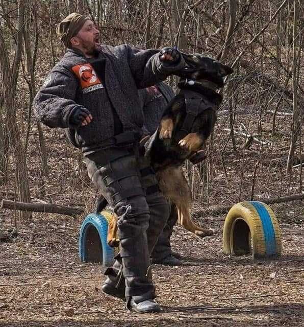 Немецкая овчарка кобель на вязку