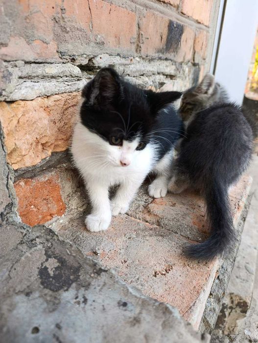 Котята отдам в хорошие руки