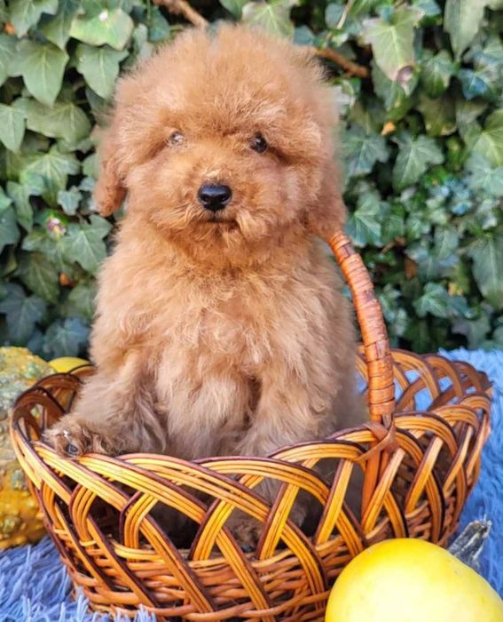 Мальчики тикап пудель.