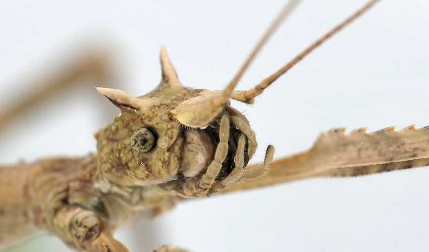 3szt imago Patyczaki rogate Medauroidea extradentata patyczak straszyk