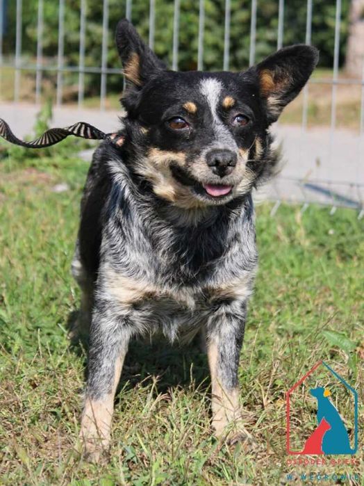 Mała sunia Maryśka szuka domu