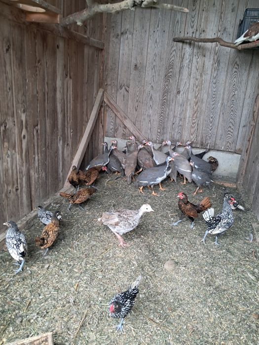 Sebrytki drob ozdobny