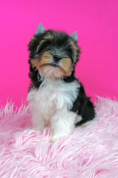 Suczka York Biewer z rodowodem Yorki