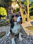 Beagle piesek trikolor
