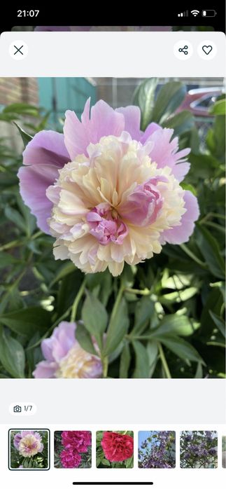 Павловния,Лиана Кампсис,Пионы розовые,красные,белые